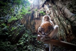 غار باتو | غاری در مالزی که به دست میمون ها تسخیر شده