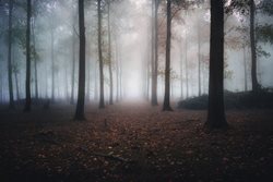 زیباترین جنگل های هلند | سحر و جادو در جنگل های هلند