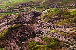 تصاویری زیبا از شکوفه های بهاری و صورتی رنگ در چین