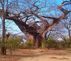 درخت جذامی | اجساد مدفون شده در درخت مالاوی
