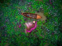 عکس منتخب نشنال جئوگرافیک | برداشت زنبق آبی در ویتنام