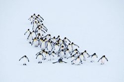 عکس منتخب نشنال جئوگرافیک | جوخه پنگوئن ها