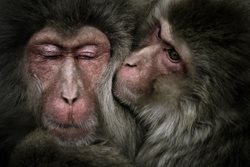 عکس منتخب نشنال جئوگرافیک | لحظه ای رومانتیک در دنیای میمون ها !!