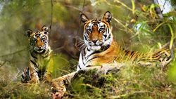 پارک ملی پریار هند | آشنایی با حیرت انگیزترین ها در سفر به هند