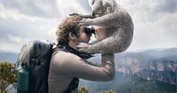 کجا کوالا ببینیم؟ سفر به استرالیا برای دیدن کوالا