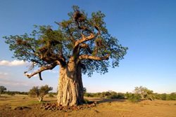 درختان بائوباب استرالیا | درختانی برای زندانی کردن مجرمین