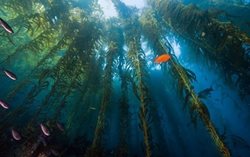 عجیب ترین جنگل های زیر آب دنیا | ریشه های سبز در زیر آب های آبی!!