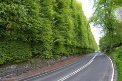 بزرگ ترین پرچین جهان| پرچینی از درختان راش در اسکاتلند !!