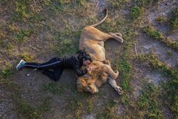 عکس منتخب نشنال جئوگرافیک | زنی که در میان شیرها می خوابد !!