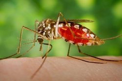 درمان و تشخیص مالاریا | بیماری شایع در کشورهای جنوب شرق آسیا