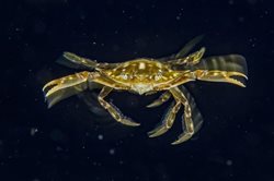 عکس منتخب نشنال جئوگرافیک | حرکت یک خرچنگ زیر آب !!