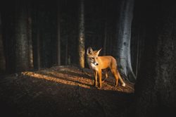 عکس منتخب نشنال جئوگرافیک | برخورد دوستانه ی روباه