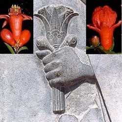 نیلوفر آبی در ایران باستان | لوتوس، نماد صلح ، آرامش و شادی