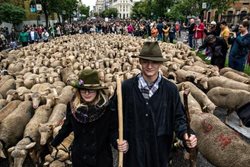 جشنواره عبور گوسفند از مادرید، دیدنی و زیبا در اسپانیا