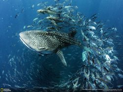 عکس منتخب نشنال جئوگرافیک | کارواش ماهی ها