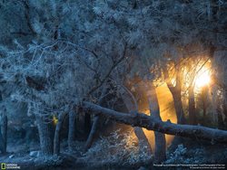 عکس منتخب نشنال جئوگرافیک | آتش در جنگل سپید