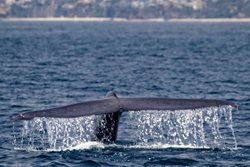 نهنگ های لس آنجلس | مشاهده نهنگ ها در اطراف لس آنجلس