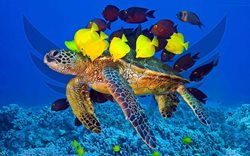 تفریح با لاکپشت های دریایی در مالدیو و تجربه ای متفاوت