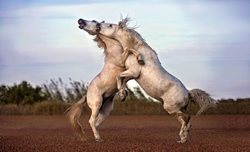 عکس منتخب نشنال جئوگرافیک | جدال اسب های وحشی