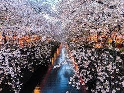 معروف ترین مکان ها برای دیدن شکوفه های گیلاس ژاپن