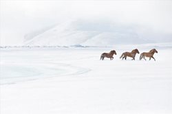 اسب های ایسلندی مستقیما از افسانه ها آمده اند