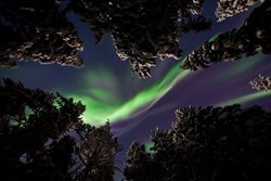 عکس منتخب نشنال جئوگرافیک | شفق شمالی در جنگل های سوئد