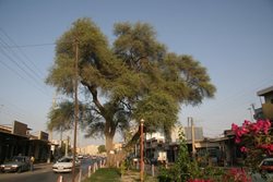 درخت 200 ساله بوشهری در زمره آثار ملی درآمد !