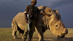 نقش سودان در حفظ منابع طبیعی و فداکاری این حیوان دوست داشتنی
