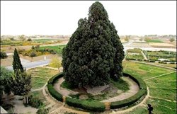 ثبت جهانی درختی که هم دوره کوروش بود
