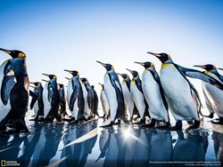 عکس منتخب نشنال جئوگرافیک | رژه پنگوئن ها