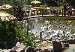 لذت تماشای 250 گونه پرنده در باغ پرندگان تهران