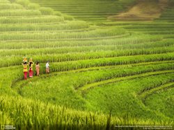 عکس منتخب نشنال جئوگرافیک | مزارع بالی