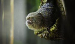 عکس منتخب نشنال جئوگرافیک | کوچکترین میمون!