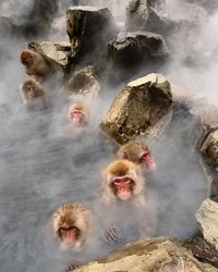 استراحت میمون ها در چشمه های آب گرم + عکس