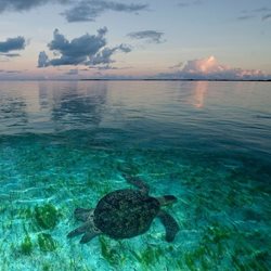 لاکپشت های سبز در علف های دریایی + تصویر