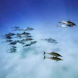 شنای دلفین ها بر سطح آب + عکس