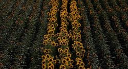 عکس های برگزیده محیط زیست رویترز | مزرعه گل های آفتابگردان در پرتغال