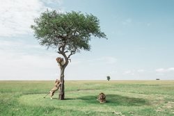 عکس منتخب نشنال جئوگرافیک | درخت نوردی شیرهای نر