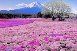 پارک هیتاچی؛ بهشتی از گلهای رنگارنگ در ژاپن