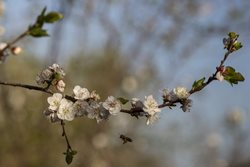 شکوفه درختان باغات منصوریه بهبهان + تصاویر