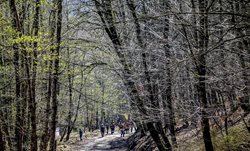 جنگل مازندران در «آستانه بهار» + تصاویر