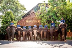 دهکده فیل های پاتایا؛ دیدنی متحیر کننده در آسیا