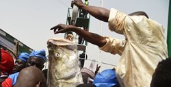 جشنواره ماهیگیری در نیجریه + تصاویر