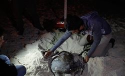 تخمگذاری لاک پشت پوزه عقابی در کیش + تصاویر