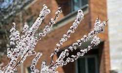 شکوفه های بهاری در سنندج + تصاویر