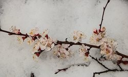 زمستان در بهارِ گیلان + تصاویر