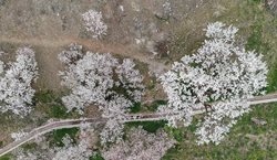 شکوفه های بهاری در قم + عکسها