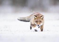 شکار موش توسط روباه + عکسها