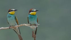 دنیای رنگارنگ پرندگان + تصاویر