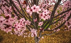 شکوفه های بهاری بجنورد + عکسها